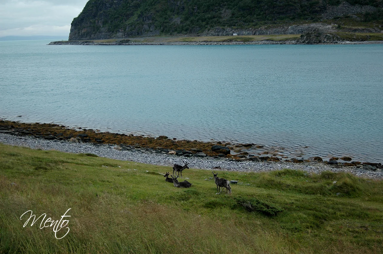Porsangerfjorden