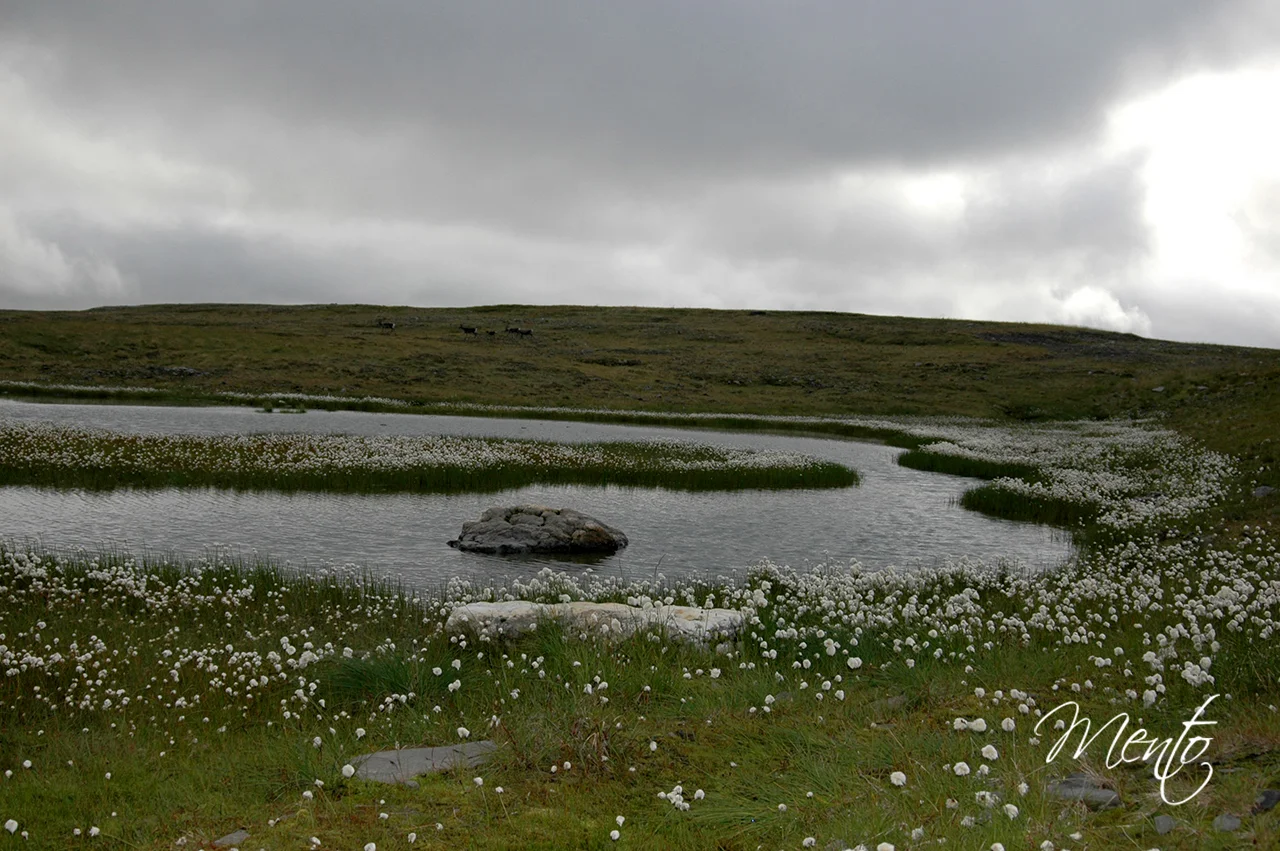 Tundra
