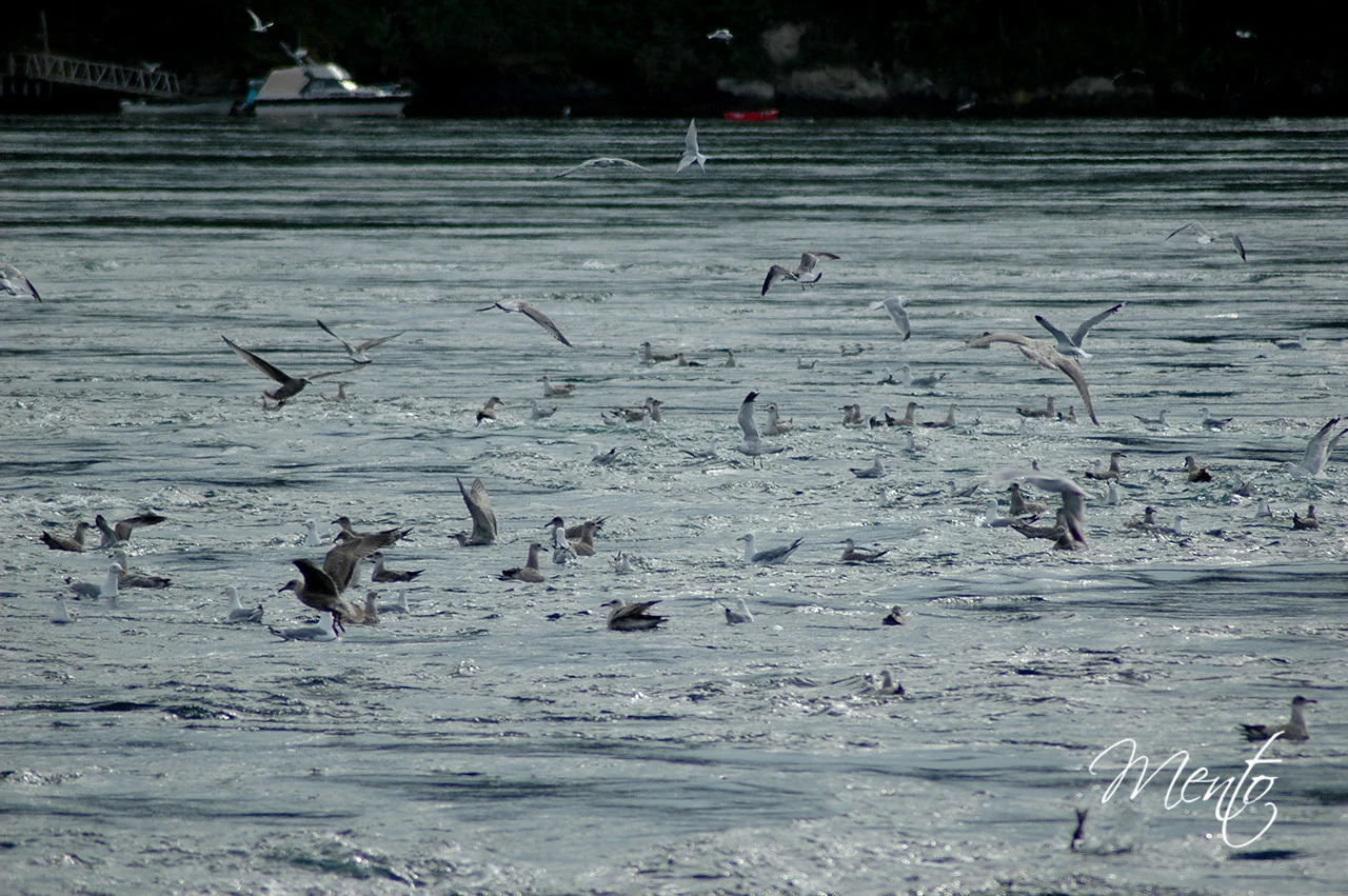 Saltstraumen