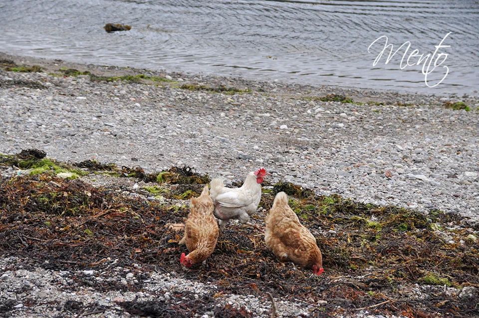 ¿Quién dijo que las gallinas no van a la playa?