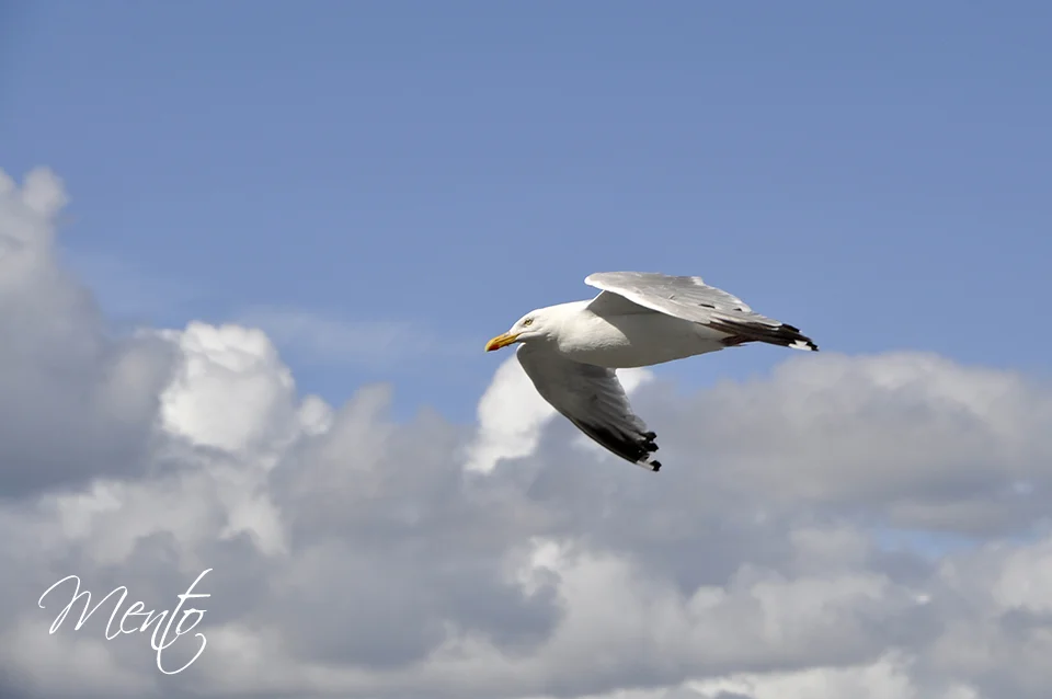 _DSC5701
