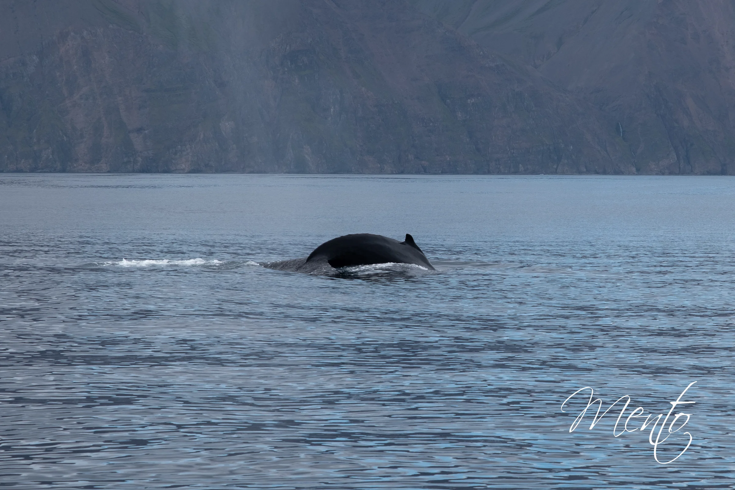 Avistamiento de ballenas en Húsavik