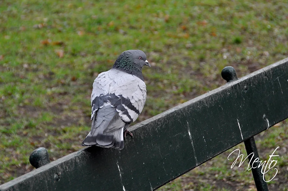 Una de las enormes palomas que abundan en los jardines y plazas de la ciudad.