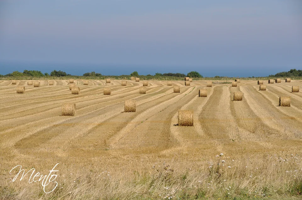 Campos pacíficos encubren hoy en día la batería alemana.