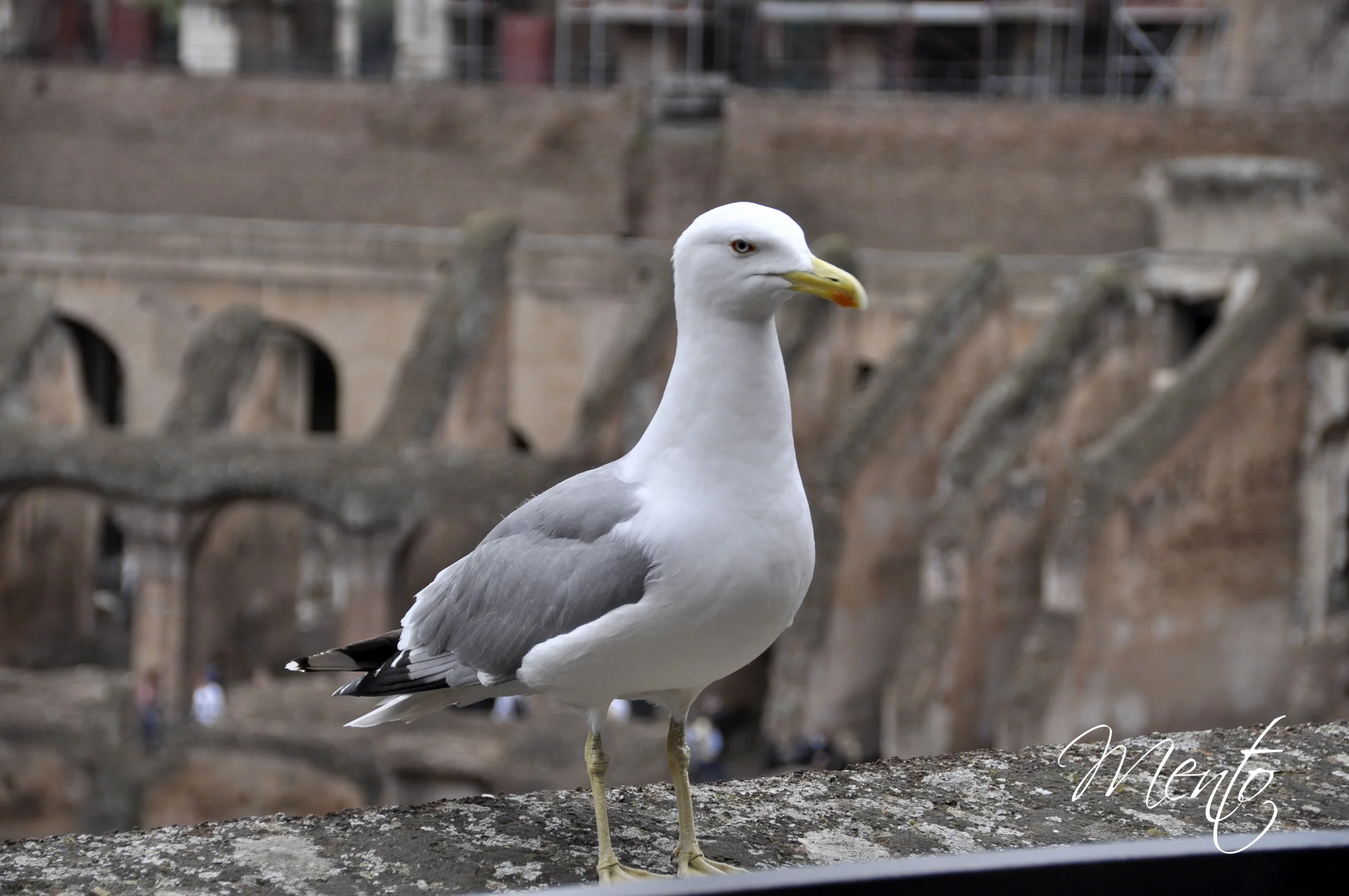 Coliseo