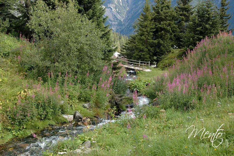 Bettmeralp