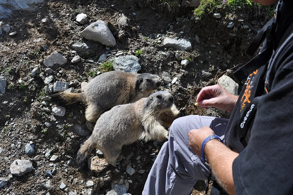 De nuevo aparecen las marmotas encabeza la comitiva el amigo Jefren