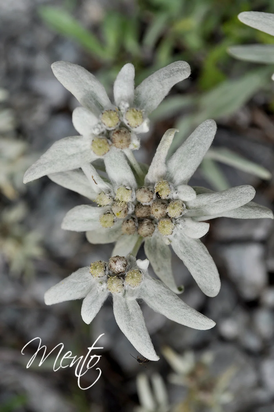 Edelweiss