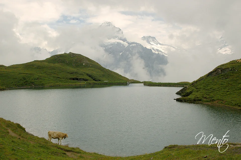 Bachaplsee
