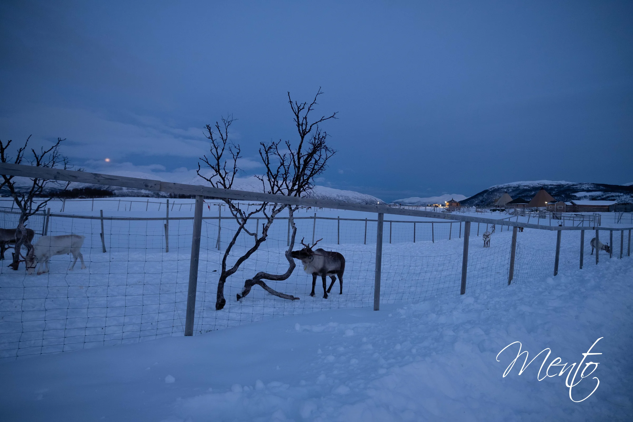 Tromsø Arctic Reindeer