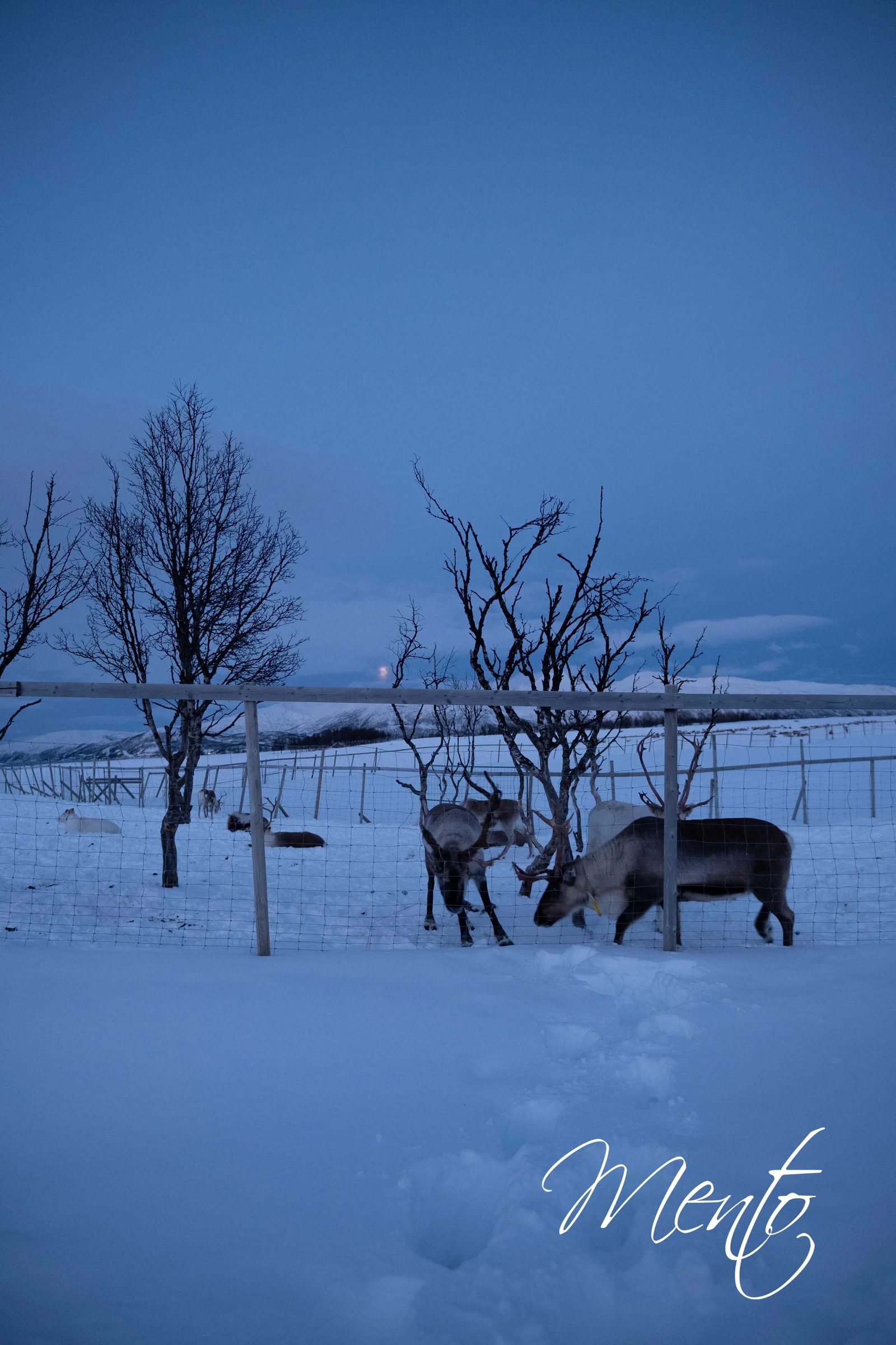 Tromsø Arctic Reindeer