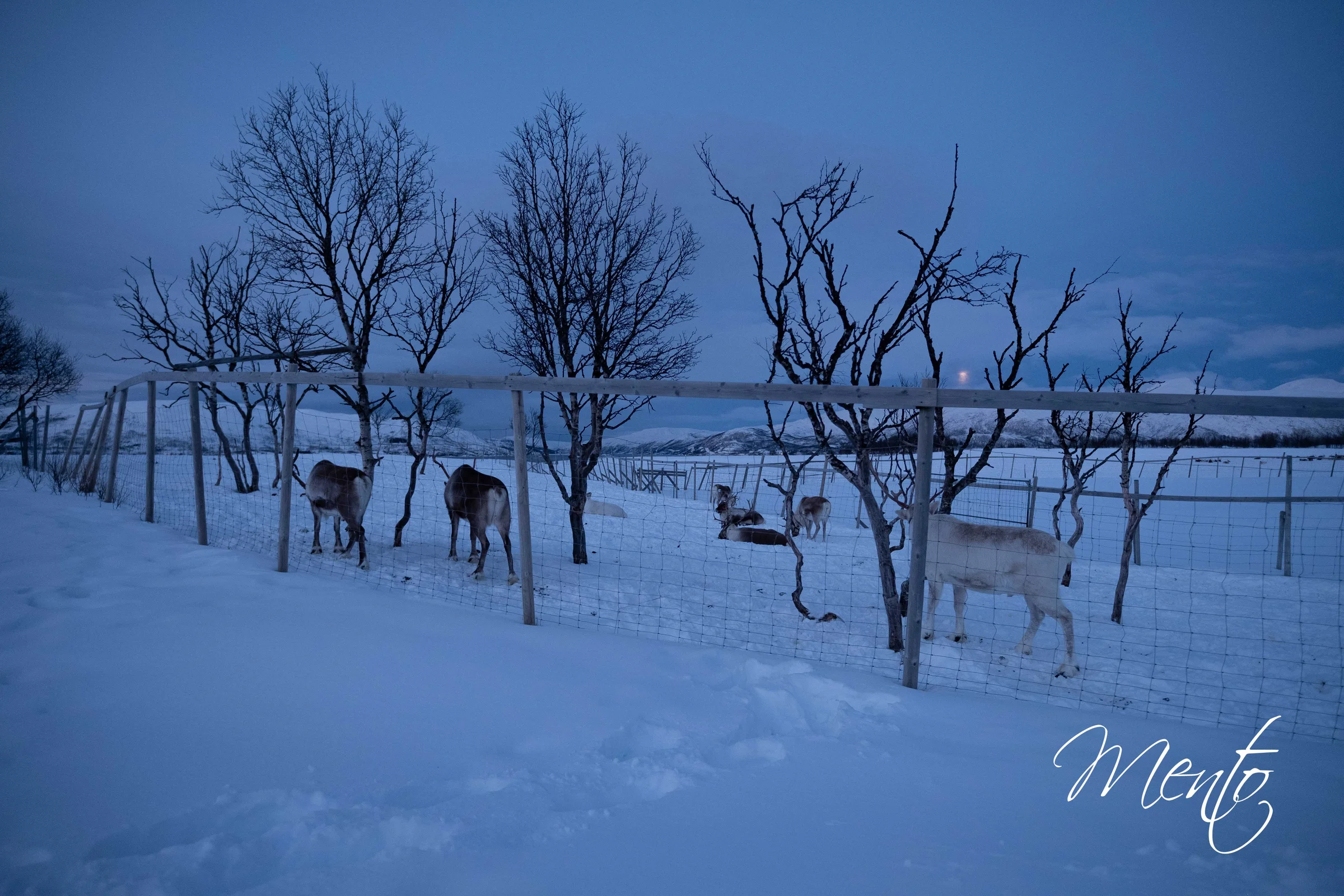 Tromsø Arctic Reindeer